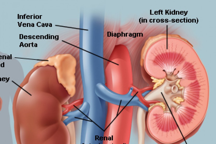 Walking is the best medicine for Kidney Patients!