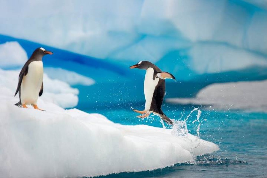Antarctica- The Wonder Land
