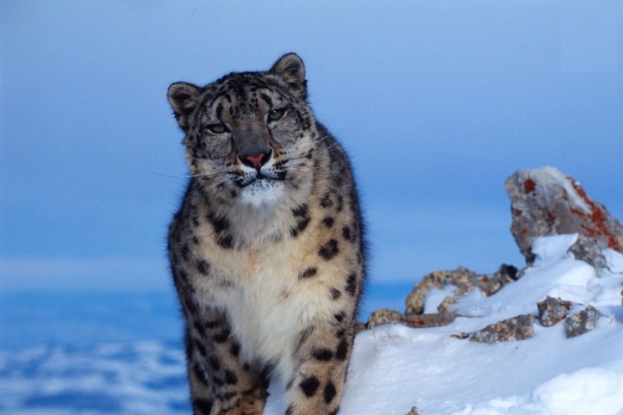 Snow Leopards Photographed in Uzbekistan