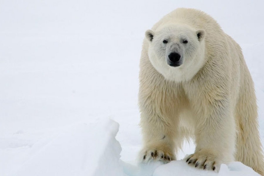 Polar Bear Management and Policy