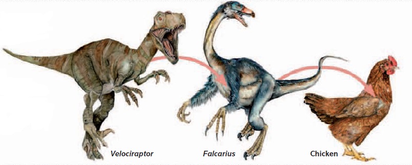 Is Chicken, a Feathered dinosaur?