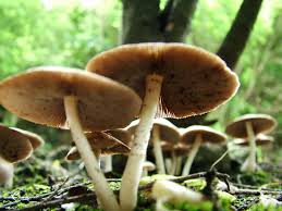 Eat Mushroom to stay energetic and fresh