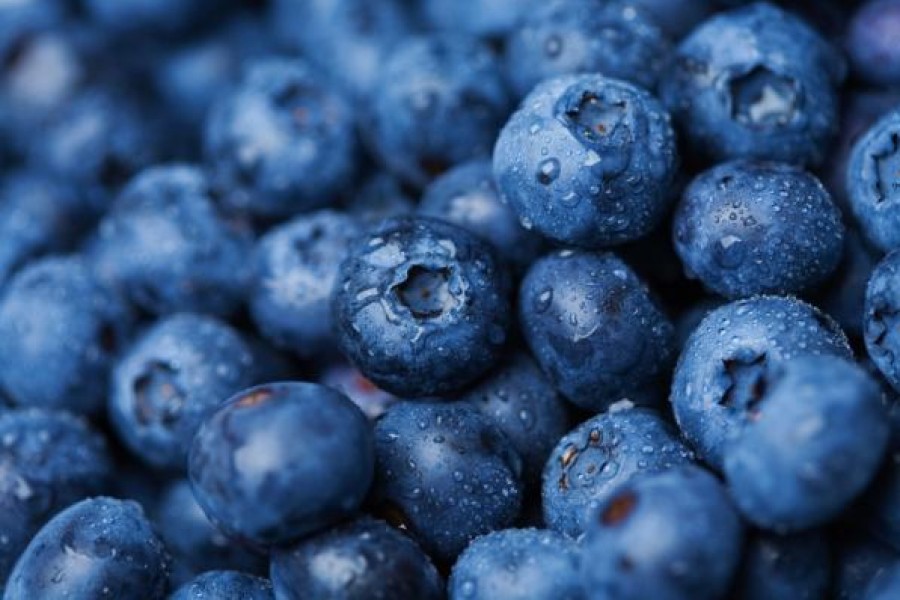 Blueberries can be the best medicine for many diseases