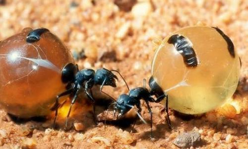 Strange physical ants