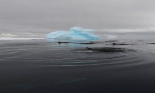 Uncover the mysterious puzzle sound in Antarctica