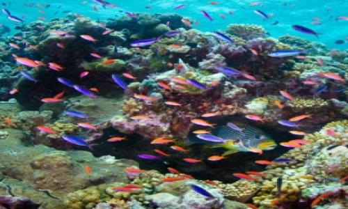 UNESCO threaten the development of the Great Barrier Reef on the list of endangered heritage