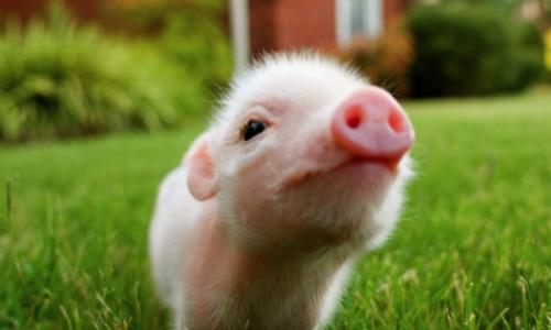 European fears of the spread of a new virus that affects pig