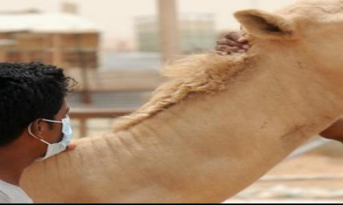 Corona virus: Tests on camels and dogs to solve the mystery killer disease
