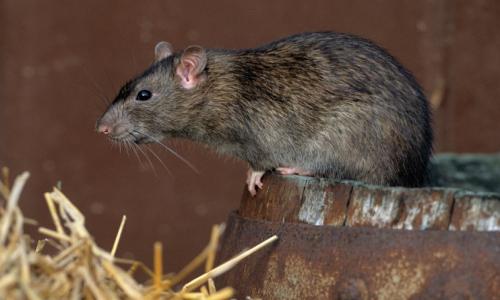 How to market a dead rat? : Marketing Ways