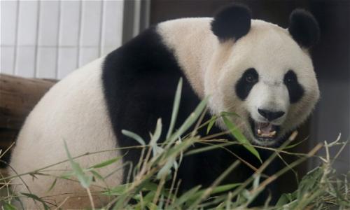 Panda faking pergnancy for more food
