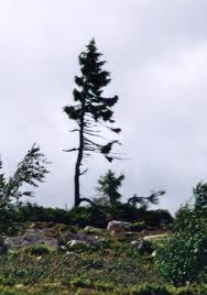 Tjikko tree