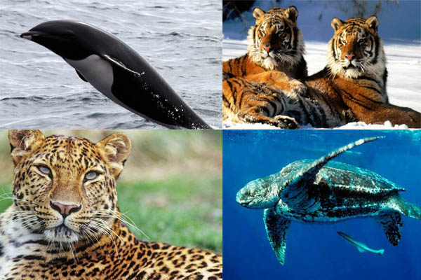 Top four endangered species of earth.